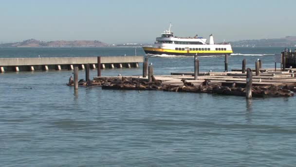 Pier São Francisco — Vídeo de Stock