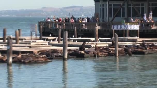 Pier San Francisco — Stock Video