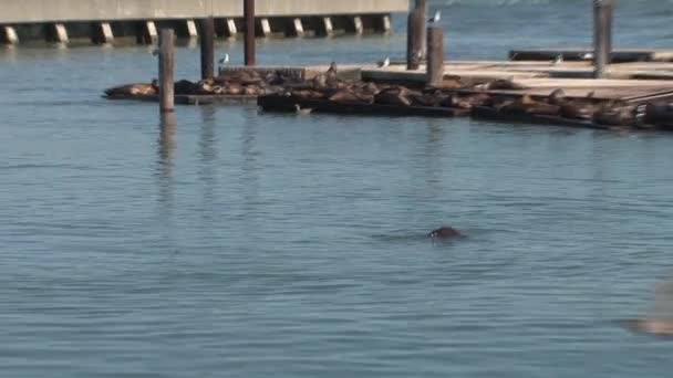 Pier San Francisco — Stockvideo