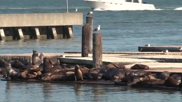 Pier San Francisco — Video Stock