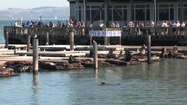 Pier San Francisco — Video Stock