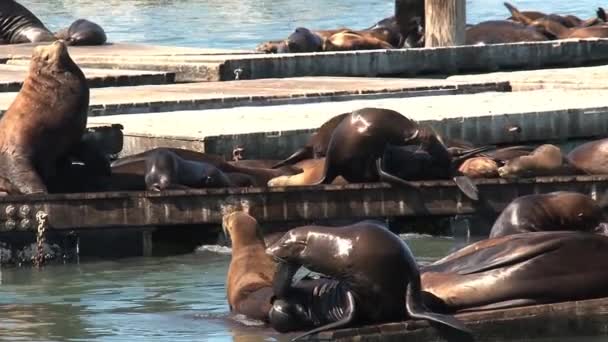 Rıhtımda Sabah Deniz Aslanları Var — Stok video