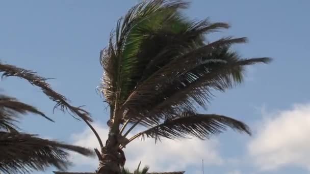 Palmier Sur Maui Hawaï — Video