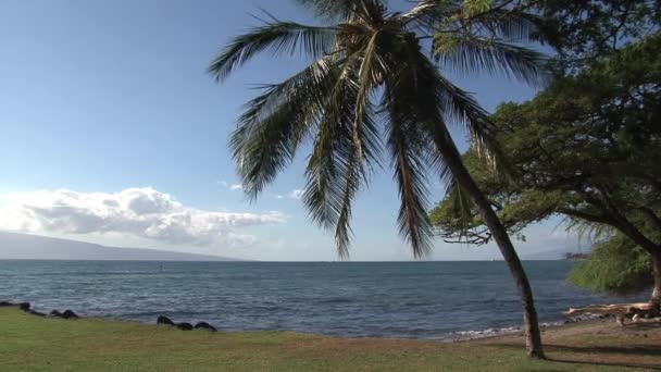 Palmtree Coast Maui Hawaii — Stock Video