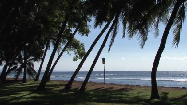 Maui Hawaii Kıyısındaki Palmtree — Stok video
