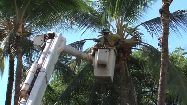 Het Snijden Van Bladeren Van Een Palm Boom Maui Hawaii — Stockvideo