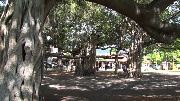 Árbol Banyan Plaza Del Palacio Justicia Maui Hawaii — Vídeos de Stock