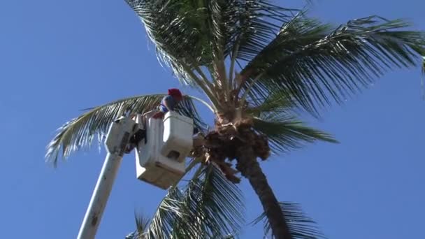 Cortar Palmeras Maui Hawaii — Vídeo de stock