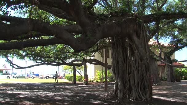 Дерево Баньян Площади Суда Мауи Гавайи — стоковое видео