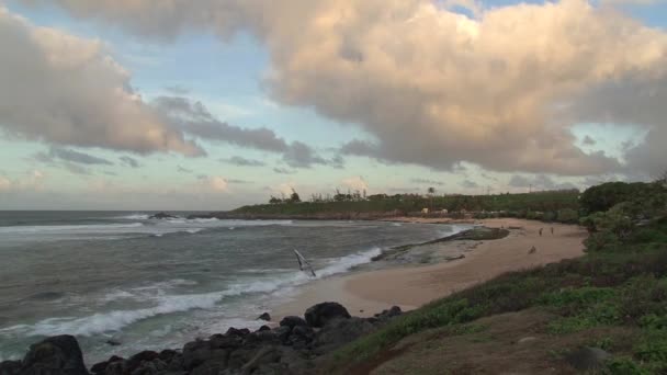 Paysage Sur Maui Hawaï — Video