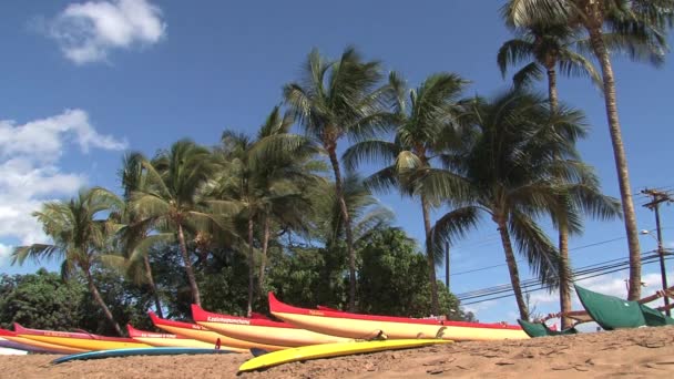 ボートとヤシの木 マウイ島 ハワイ — ストック動画
