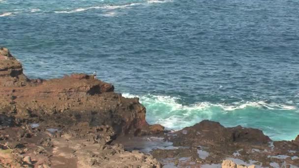 Blowhole Maui Havaji — Stock video