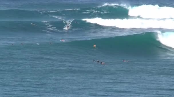 Wave Surfing Maui — Stock Video