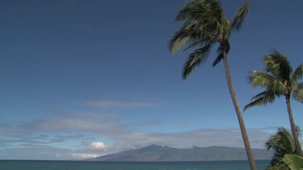 하와이 마우이의 안에서 파도타기를 사람들 — 비디오