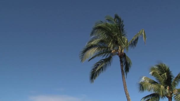 Surfistas Orilla Norte Maui Hawai — Vídeo de stock