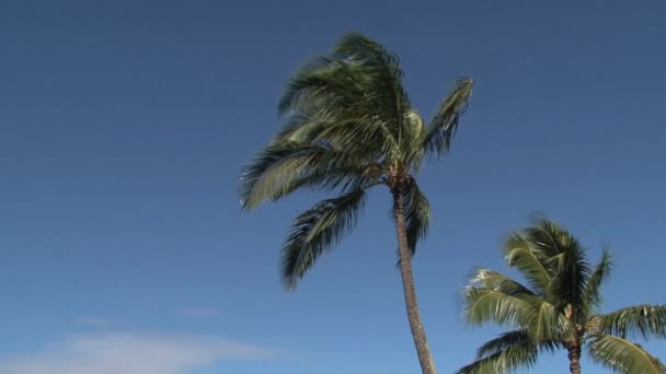 Surfeurs Sur Rive Nord Maui Hawaï États Unis — Video