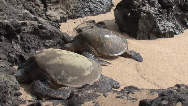 Grande Tartaruga Marina Verde Hawaii — Video Stock