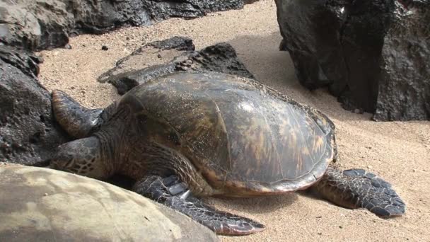Tartarugas Marinhas Verdes Grandes Descansando Hawaii — Vídeo de Stock