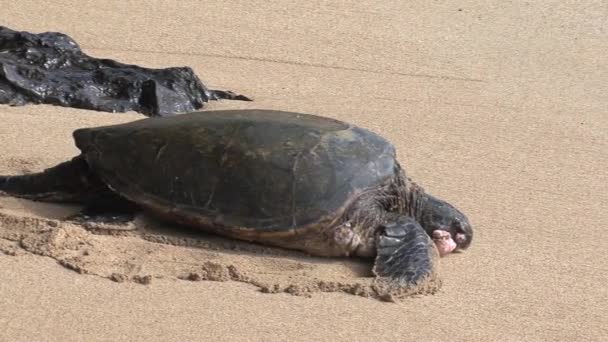 Doente Grande Tartaruga Marinha Verde Hawaii — Vídeo de Stock