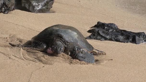 Enfermo Grande Verde Tortuga Marina Hawaii — Vídeos de Stock