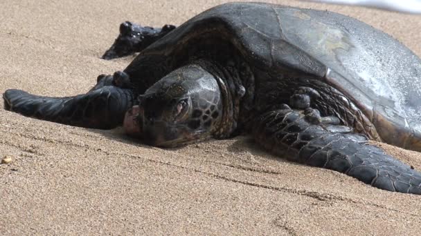 体弱多病的绿色大海龟 — 图库视频影像