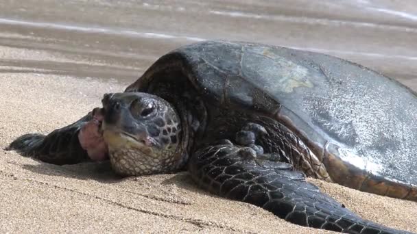 Doente Grande Tartaruga Marinha Verde Hawaii — Vídeo de Stock