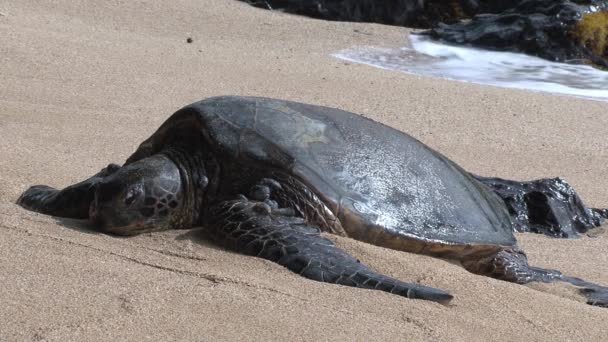 Grande Tartaruga Marinha Verde Hawaii — Vídeo de Stock