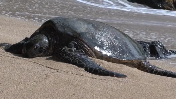 Sjuk Stor Grön Havssköldpadda Hawaii — Stockvideo
