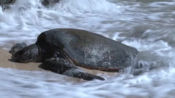 Grote Groene Zeeschildpad Hawaii — Stockvideo