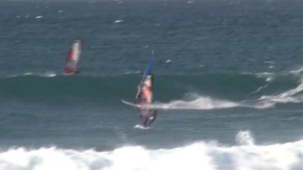 Windsurf Maui Hawaii — Video Stock