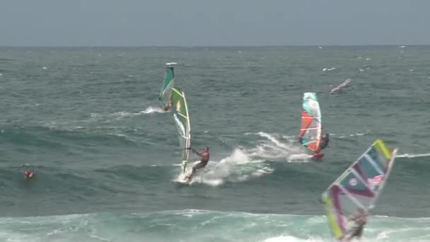 Windsurfing Maui Hawaii — Stock Video