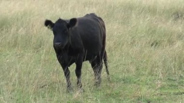 Avustralya 'nın taşrasındaki grup inekler.