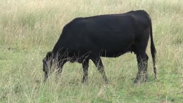 Skupinové Krávy Vnitrozemí Austrálie — Stock video