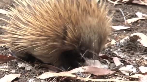 Echidna Zoek Naar Voedsel Het Kangoeroe Eiland Australië — Stockvideo