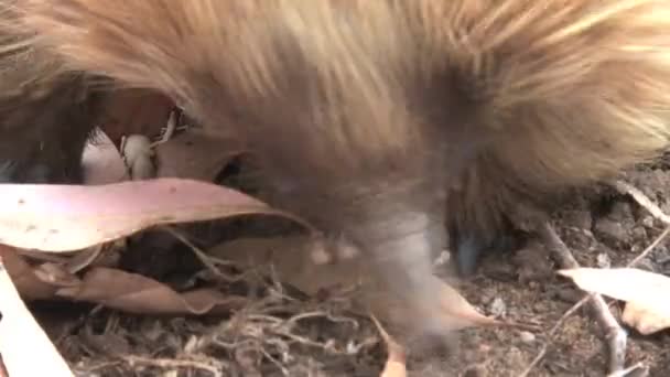 Echidna Alla Ricerca Cibo Presso Isola Dei Canguri Australia — Video Stock