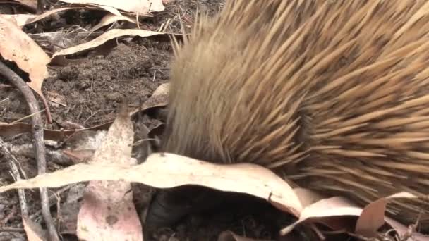 Echidna Élelmet Keres Kenguru Szigeten Ausztráliában — Stock videók