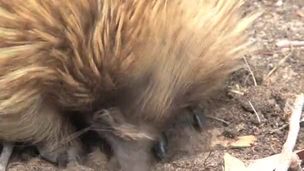 Echidna在澳大利亚袋鼠岛上寻找食物 — 图库视频影像