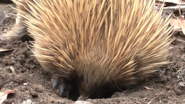 オーストラリアのカンガルー島で食べ物を探しているエチドナ — ストック動画