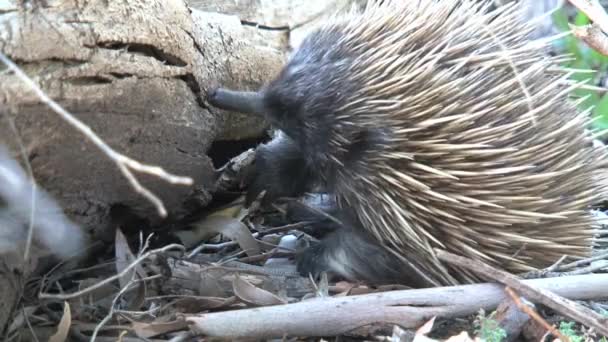 Echidna Élelmet Keres Kenguru Szigeten Ausztráliában — Stock videók