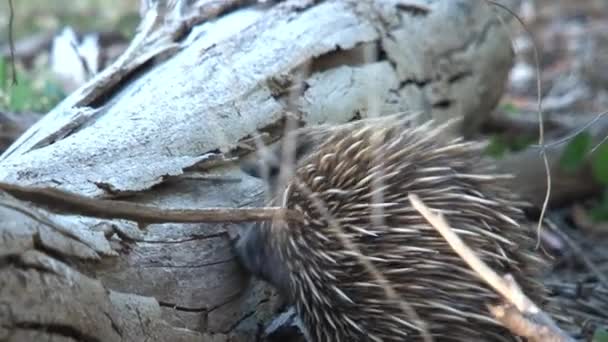 Echidna Söker Mat Kangaroo Australien — Stockvideo