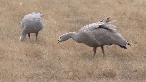 Gås Kangaroo Island Australien — Stockvideo