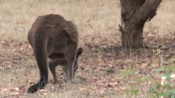 Kangaroos Kangaroo Island Australia — Stock Video