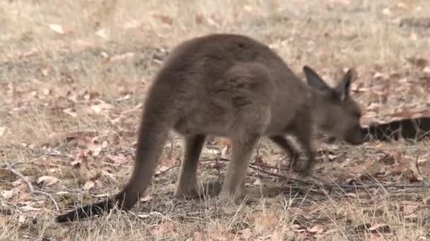 Kangury Wyspie Kangaroo Australia — Wideo stockowe