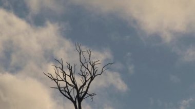 Avustralya 'nın taşrasında Avustralya manzarası