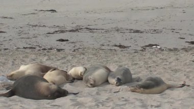 Avustralya, Kanguru Adası 'ndaki sahilde mevsimler