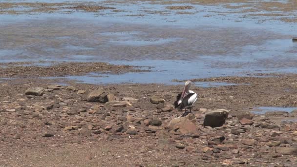 Pelicano Australiano Ilha Canguru Austrália — Vídeo de Stock