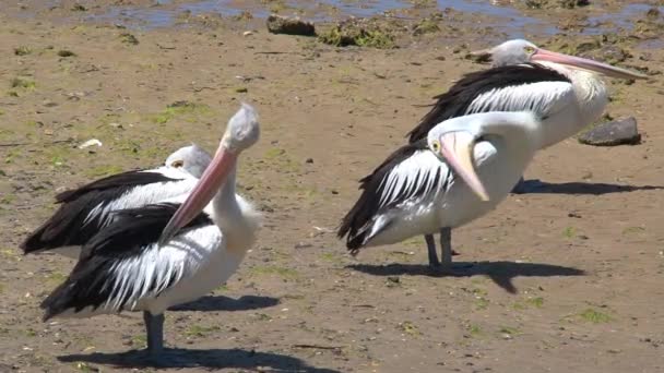 Australische Pelikaan Kangaroo Eiland Australië — Stockvideo