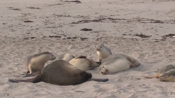 Sealions Beach Kangaroo Island Australia — Stock video