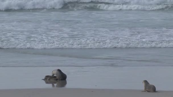 Sealions Aan Het Strand Kangaroo Island Australië — Stockvideo