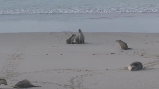 Sealions Praia Kangaroo Island Austrália — Vídeo de Stock